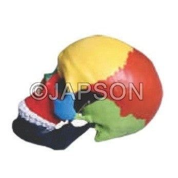Human Skull Model, Life Size Coloured Human Skull Model, Life Size Coloured